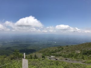 ツツジの花満開