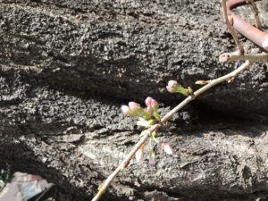 桜の蕾